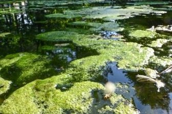 Frischekur für den Seerosenteich -