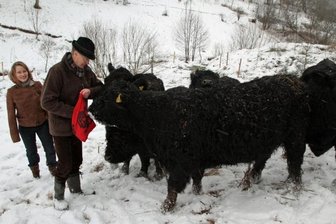Frisches Wasser nur hinterm Elektrozaun - Almut Schleifenbaum und Peter Colsmann beim Füttern ihrer Galloways in Heidersdorf.