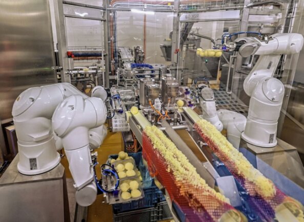 Friweika: Wie Roboter bei der Kloßproduktion helfen - Aus der Teigmasse werden die Klöße geformt. Die Roboter können pro Tag rund 180.000 Klöße in die Verpackungen legen. 
