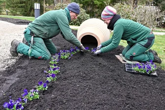 Frizzle Sizzle ist der Star des Frühlings in Bad Elster - Hingucker im Frühling in Bad Brambach und im Sommer in Bad Elster: Katharina Petzold und Ronny Trapp bepflanzen eine Amphore, aus der symbolisch in Wasserform blau blühende Blumen auf die Rabatte „fließen“.