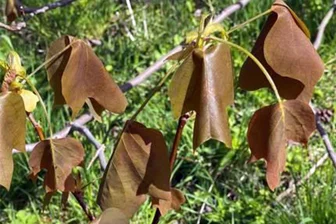 Frost vernichtet Blütenmeer im Forstbotanischen Garten Tharandt - Frostschäden sind am Tulpenbaum im Forstbotanischen Garten Tharandt deutlich erkennbar.