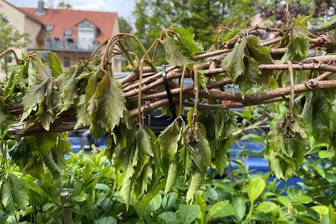 Frostschäden im Garten: Ist da noch was zu retten? - Gefriergetrocknet – so wie hier in einem Garten in Dresden, sieht der Wilde Wein jetzt vielerorts in Sachsen aus.