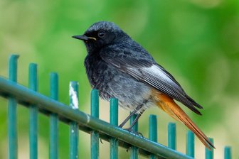 Frühaufsteher zum Vogel des Jahres gewählt: Was ein Ornithologe im Vogtland über den Hausrotschwanz zu berichten weiß - Ein Hausrotschwanz auf einem Zaun.