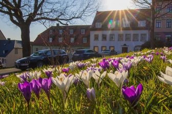 Frühblüher entfalten farbenfrohe Pracht - Wie immer zwischen Mitte März und Anfang April blühen die Krokusse. Diese können auf den Grünflächen oberhalb des Hohenstein-Ernstthalter Rathauses bewundert werden.