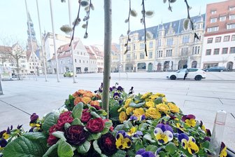 Frühjahrserwachen in Zwickau: 16.900 Blumen werden gepflanzt - Die Frühjahrsbepflanzung in Zwickau ist gestartet.