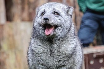 Frühjahrsputz im Tierpark in Limbach-Oberfrohna - Auch an die Polarfüchse im Amerika-Tierpark in Limbach-Oberfrohna wird beim Frühjahrsputz gedacht.