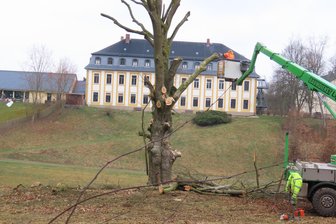 Frühjahrsputz: Zweiter Parkeinsatz in Leubnitz geplant - Am 24.März war die alte Rotbuche im Leubnitzer Schlosspark gefällt worden.