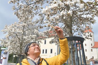 Frühling in Freiberg: Nix wie ins Freie - Schloßplatz in Freiberg: Angela aus Meißen freut sich über die drei blühenden Stern-Magnolien.