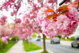 Frühling in Mittweida: So schön blüht es bei unter 10 Grad - 