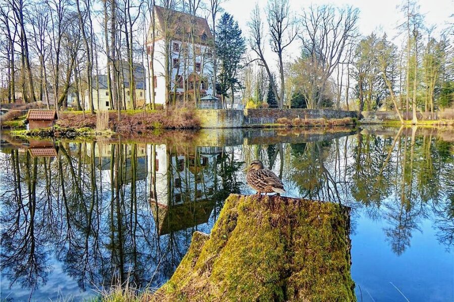 Frühling inspiriert Fotofreunde im Erzgebirge - Diese Ente im Schlosspark Schlettau erwartet den Frühling. 
