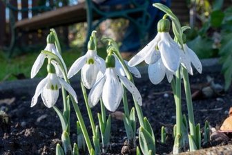 Frühlingsboten blühen schon im November -