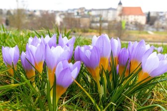 Frühlingsboten kündigen das Ende des Winters an - 