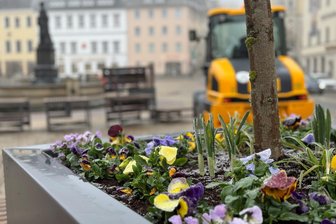 Frühlingserwachen in der Annaberger Innenstadt - Am Donnerstag wurden Pflanzkübel und Sitzgelegenheiten auf den Markt transportiert.