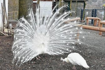Frühlingsgefühle im Tierpark Klingenthal -