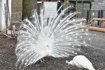 Frühlingsgefühle im Tierpark Klingenthal -