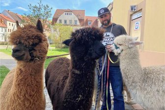 Frühlingsmarkt in Penig lockt in die Innenstadt - Nicht nur ein Hingucker, sondern beliebt bei den Besuchern des Frühlingsmarktes in Penig: Die Alpakas von Marc Schönherr aus Köthensdorf.