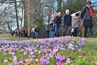 Frühlingstag im Erzgebirge: Krokuswiesen erleben einen Besucheransturm - Dank des sonnigen Wetters zeigten die Krokusse ihre ganze Pracht.