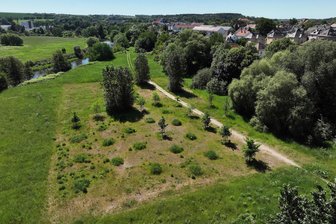 Frust wegen Rochlitzer Stadtwald – Warum die Aufforstung zum Geduldsspiel wird - Blick auf den Rochlitzer Stadtwald zwischen Mulde und Hochuferstraße.