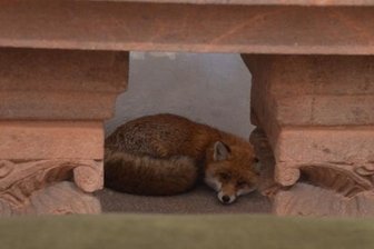 Fuchs schläft in Wechselburger Basilika ein - Dieser Fuchs hatte sich unter dem Seitenaltar des Heiligen Martin ein lauschiges Plätzchen gesucht.