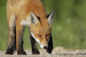 Fuchs tritt in verbotene Falle und stirbt - Polizei ermittelt - 