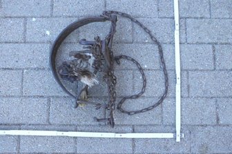Fuchs verletzt sich in Falle - Polizei sucht Zeugen - Für einen verletzten Fuchs in Deutschneudorf kam jede Hilfe zu spät. Polizisten hatten ihn am Straßenrand entdeckt. Das Tier war in einem Tellereisen gefangen.