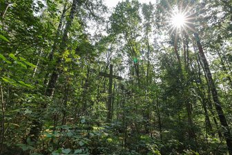 Führungen auf dem Waldfriedhof Callenberg - Kostenlose Führungen über den Waldfriedhof Schönburger Land finden am Dienstag und Samstag statt.