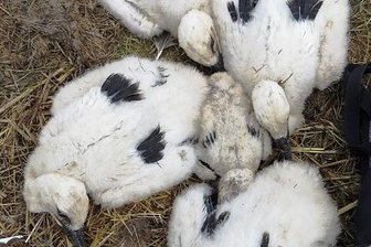 Fünf auf einen Streich: Rekord beim Burgstädter Storchenpaar - Im Storchennest in Burgstädt befinden sich fünf Junge. Vor wenigen Tagen sind sie geschlüpft. Eines der Küken ist noch recht klein. 