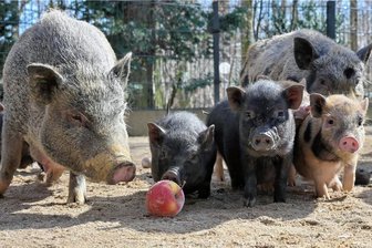 Fünf Ausflugstipps für das Wochenende im Landkreis Zwickau - Bei den Göttinger Minischweinen im Tierpark Hirschfeld gibt es Nachwuchs - elf Ferkel flitzen derzeit durchs Gehege. 