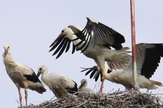 Fünf Störche auf einen Streich -