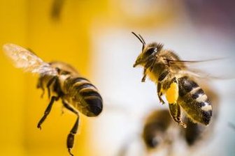 Fünfter Sperrbezirk wegen der Faulbrut - 