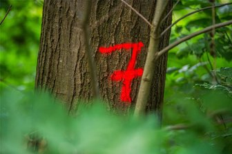 Für den Bau von Windrädern fallen im Neukirchener Wald 120 Bäume - Über 120 Bäume sollen im Neukirchener Wald weichen, um die Zufahrt für drei neue Windräder sicherzustellen.