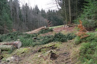 Für Fledermaus, Falter und Kreuzotter: Tal im Erzgebirge bekommt neue Bergwiese - Der Fichtenbestand muss für eine artenreiche Berg-Mähwiese weichen