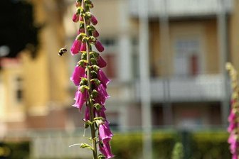 Für Hummel, Biene und Co.: Warum in Westsachsen Landschaftspfleger die Landwirte um Mithilfe bitten - Insekten als Bestäuber zahlreicher Pflanzen werden rar. Naturschützer aus drei Bundesländern suchen nun nach Lösungen, wie vor allem die Landwirtschaft insektenfreundlicher arbeiten kann. Daran beteiligt ist der Landschaftspflegeverband Westsachsen.
