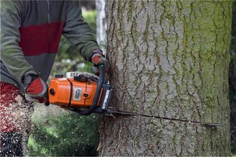 Fürs Baumfällen in Hartmannsdorf gelten neue Regeln - 