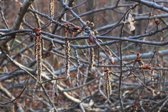 Fürs Vogtland wie gemacht: Der Baum des Jahres ist ein echter Überlebenskünstler - Die Blüten der Espe sehen unscheinbar aus. Ihr großer Auftritt kommt in ein paar Wochen.