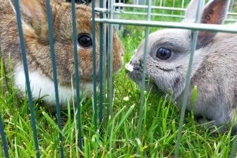 Fundhase und Freundin sind spurlos verschwunden - Fundhase Lucky (links) und seine Freundin Dibsy. 