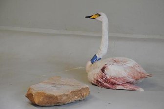 Fundtier: Verletzter Schwan auf Weg der Besserung -