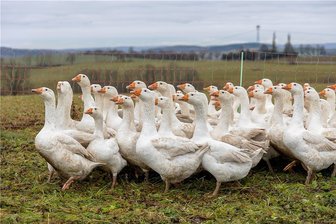 Gänsebraten wird auch im Vogtland dieses Jahr teurer - Schlachttag auf dem Hof in Rützengrün: Hier laufen sie noch, die Weihnachtsbraten beziehungsweise die Gänse in Freilandhaltung bei Gruschwitz und Schürer.
