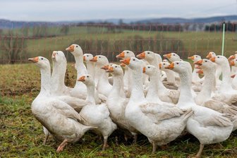 Gänsebraten wird auch im Vogtland dieses Jahr teurer - Schlachttag auf dem Hof in Rützengrün: Hier laufen sie noch, die Weihnachtsbraten beziehungsweise die Gänse in Freilandhaltung bei Gruschwitz und Schürer.