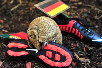 Gürteltier Flitz tippt auf deutsche WM-Auftaktniederlage - 