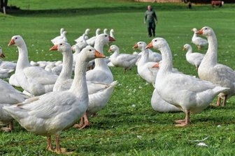 Gänsebraten wird teurer: Züchter sind in Sorge - Bei Bio-Bauer Stefan Klemm vom Gimmlitztalhof in Lichtenberg wachsen Prachtexemplare der Weihnachtsgans heran. Rund fünf Kilo schwer wird das Federvieh bei der Schlachtung sein. 