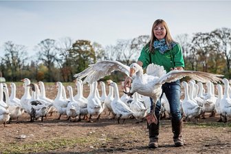 Gänsebraten wird zum Luxus: Darum ist das Fleisch in diesem Jahr besonders teuer - Noch einmal in die Freiheit! Claudia Domanja inmitten ihrer schnatternden Schar. Etwa 500 Gänse zieht der Familienbetrieb Hof Domanja in Hoske, einem Ortsteil von Wittichenau, auf. 