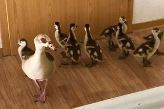 Gänsefamilie taucht im Dachgeschoss eines Mehrfamilienhauses auf - Die Feuerwehr brachte die Gänsefamilie zum nahegelegenen Schwanenteich.