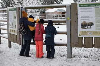 Gäste halten Tierpark Hirschfeld die Treue - Das neu gestaltet Wisentgehege ist bei den Tierpark-Besuchern sehr beliebt. 