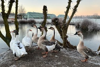 Gans im Glück: So gut geht es Ex-Muldegans Christine aus Zwickau im neuen Zuhause - Höckergans Christine (rechts mit orangefarbenem Fußring) wohnt nun auf dem Lottihof bei Wismar.