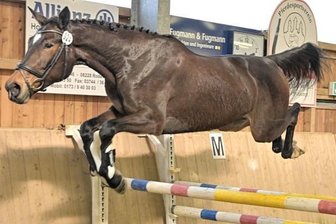 Ganz ohne Reiter im Parcours - Beim Freispringevent des PSV Auerbach-Sorga mussten die Pferde ganz alleine durch den Parcours finden, wie das fünfjährige deutsche Sportpferd "Con Sherry Lady" im Foto, das Reiterin Hannah Schmied aus Bärenwalde an den Start gebracht hat.
