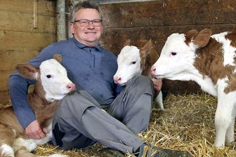 Ganz selten: Kühe bringen Drillinge gesund zur Welt - Milchbauer Robert Böttle sitzt in Göffingen (Gemeinde Unlingen - Kreis Biberach) zusammen mit den einen Tag alten Drillings-Kälbchen im Stroh. Pünktlich zu Ostern hatte Kuh Evi in Oberschwaben gesunde Drillinge geboren - ein sehr seltenes Phänomen bei Rindern. Die Kalbung ging ganz schnell. Nach zehn Minuten waren alle drei Mädels auf der Welt.