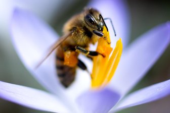 Gartenbesitzer um Marienberg können sich ab sofort für die Aktion „Offene Gartenpforte“ anmelden - Besitzer insektenfreundlicher Gärten können sich für eine besondere Aktion anmelden.
