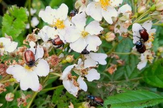Gartenlaubkäfer plagt das Erzgebirge: Das rät ein Experte - Der Gartenlaubkäfer befällt mit Vorliebe Rosengewächse wie diesen vielblütigen Hagebuttenstrauch im Garten von Kay Meister.