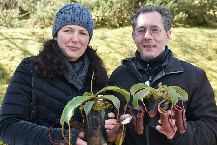 Gartensaison beginnt: Seltene Pflanzen gefragt - Nicky Westphal und Jana Pfeiffer aus Plauen sind Spezialisten für fleischfressende Pflanzen, züchten unter anderem Kannenpflanzen. 